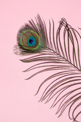 Colorful close-up of peacock feathers on a pink background. Top view, place for text.