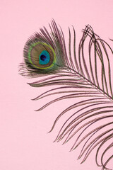 Obraz premium Colorful close-up of peacock feathers on a pink background. Top view, place for text.