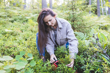 Process of picking and harvesting berries in the forest of Scandinavia, harvested berries, girl picking blueberry, bilberry, cranberry, strawberry lingonberry, cloudberry,  and others