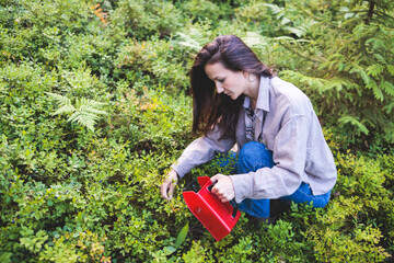 Process of picking and harvesting berries in the forest of Scandinavia, harvested berries, girl picking blueberry, bilberry, cranberry, strawberry lingonberry, cloudberry,  and others