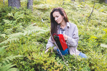 Process of picking and harvesting berries in the forest of Scandinavia, harvested berries, girl picking blueberry, bilberry, cranberry, strawberry lingonberry, cloudberry,  and others