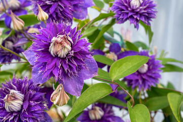 terry purple clematis Multi blue Beautiful terry clematis flowers close-up. a large flower with...