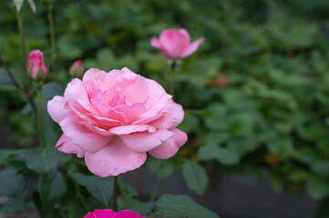 Photo of a blooming pink rose on a sunny summer day. Garden rose with delicate pink petals close-up photo in summer.
