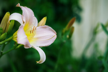 Close-up of pearl flowers of large-sized Arctic Snow daylily in the garden. Natural natural background of flowers. Copy space