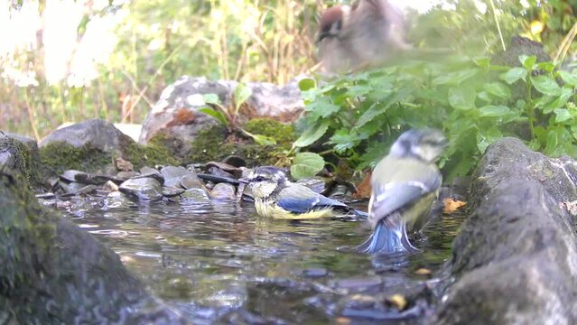 Blaumeisen und Feldsperling baden