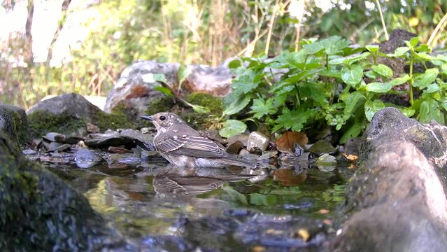  Grauschn&auml;pper badet