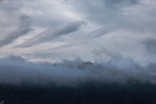 Forested hill shrouded in mist