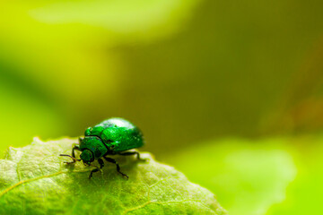 Green beetle on a leaf