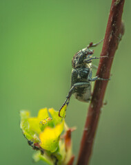 Insect on a twig