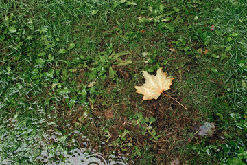 Maple leaf floats in a puddle during autumn rain