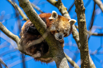 The red panda, Ailurus fulgens, also called the lesser panda.