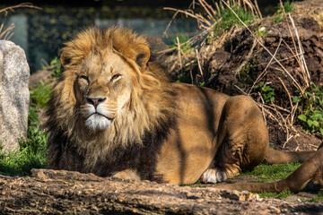 The lion, Panthera leo is one of the four big cats in the genus Panthera