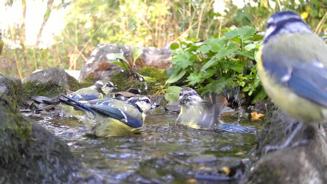 Blaumeisen baden