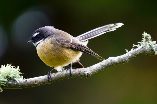 Selective focus shot of fantail perched on a branch