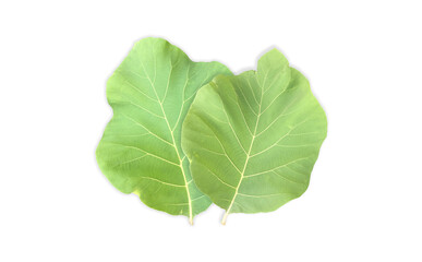 Isolated fresh and green teak leaf with clipping paths.