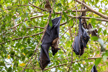 Straw-coloured Fruit Bat - Eidolon helvum, beautiful small mammal from African forests