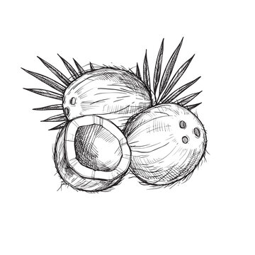 Palmensamen Bilder: Entdecke die Welt der Zeichnung mit Palmenkernen!