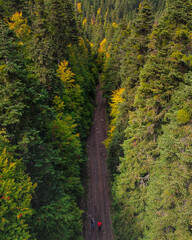 landscape from forest