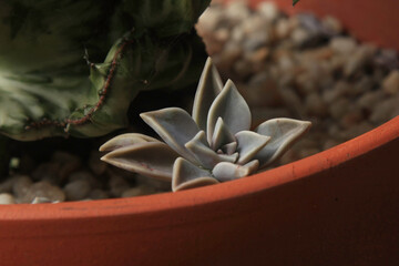 Small baby rosette succulent plant in terracotta pot.