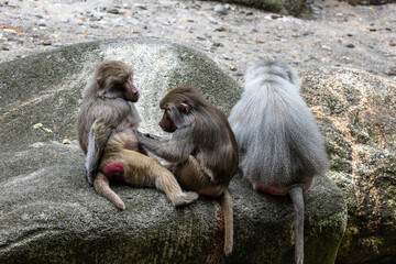 The hamadryas baboon, Papio hamadryas is a species of baboon