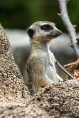 Fototapeta premium Meerkat, Suricata suricatta sitting on a stone and looking into the distance