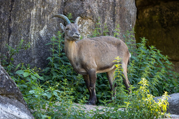 Male mountain ibex or capra ibex on a rock living in the European alps