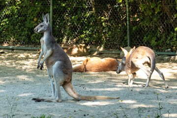 Red kangaroo, Macropus rufus in a german park © rudiernst