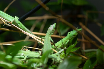 ミヤコカナヘビ