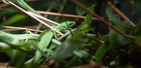 ミヤコカナヘビ