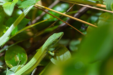 ミヤコカナヘビ