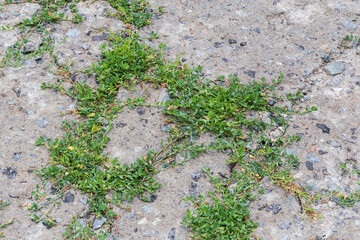 Knotgrass growing in cracks of concrete gravel pad during rain