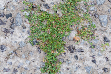 Knotgrass growing in cracks of concrete gravel pad during rain