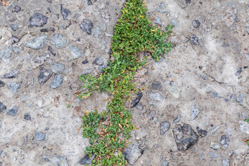 Knotgrass growing along the crack in wet old concrete pad