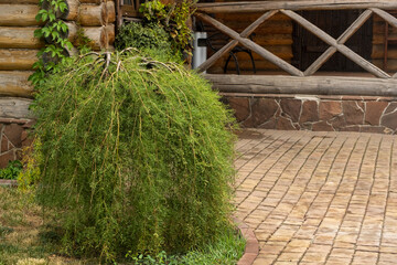 Shrub in landscape design. A spherical plant that grows with branches down. Bald plant. green bush