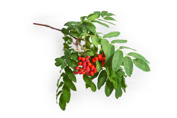 Rowan branch with clusters of berries on a white background
