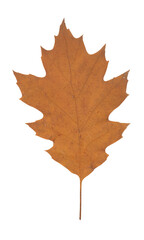 Oak Leaf cutout, transparent background, Autumn, Fall