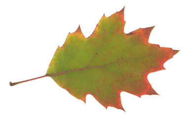 Oak Leaf cutout, transparent background, Autumn, Fall