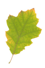 Oak Leaf cutout, transparent background, Autumn, Fall