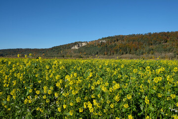 Naklejka premium Rapsfelder im Altmühltal