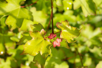 Fototapete bei efototapeten.de bestellen   