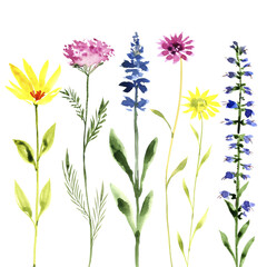 watercolor drawing green grass and wild flowers at white background, hand drawn illustration