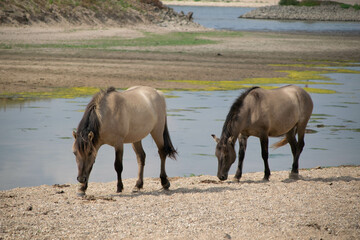 konik horses on the floodplains of the river Waal near Opijnen in Gelderland, the Netherlands © Robin Verhoef