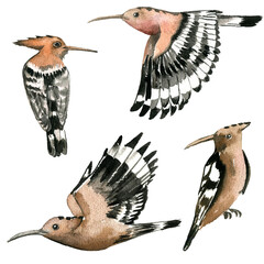 watercolor drawing birds of eurasian hoopoe, hand drawn illustration © cat_arch_angel