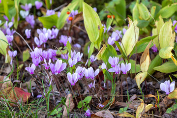 lila Alpenveilchen (Cyclamen) im Herbst-Garten