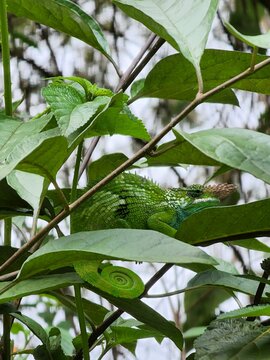 Vertical closeup of a green Chameleon on a branch of a tree in Tanzania