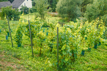 Fototapeta na wymiar organic fruit gardening grape plantation. Beautiful clusters of ripening grapes. 