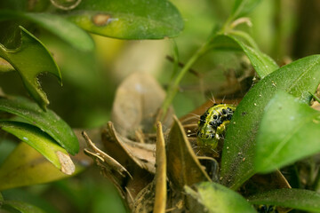 Pupae or larva of Cydalima perspectalis is a pest that destroys and eats green buxus sempervivens leaves