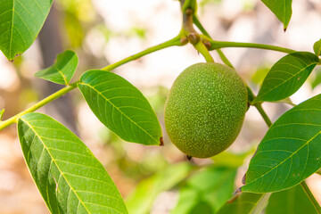Walnut tree. A raw walnut on the tree. Fruit production background photo