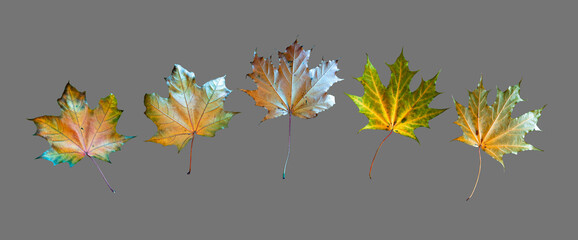 Maple autumn leaves, of different shapes and colors, isolated on gray. A set of beautiful yellow leaves
