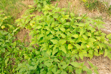 Urtica dioica or stinging nettle, in the garden. Stinging nettle, a medicinal plant that is used as a bleeding, diuretic, antipyretic, wound healing